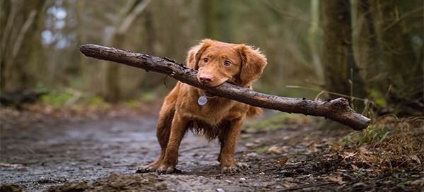 Hanging Out With Your Dog Outdoors